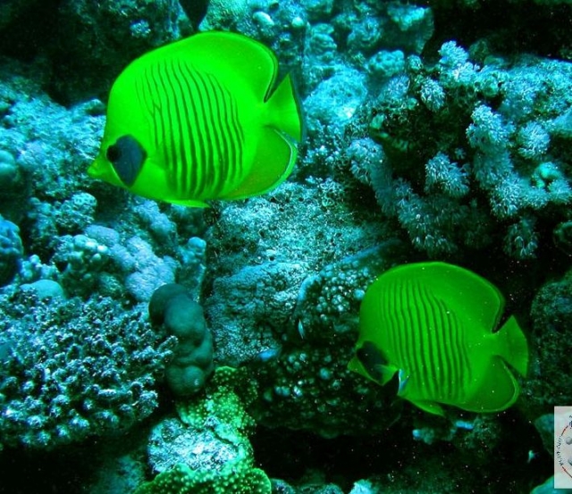 Descubrimientos en el Mar Rojo 